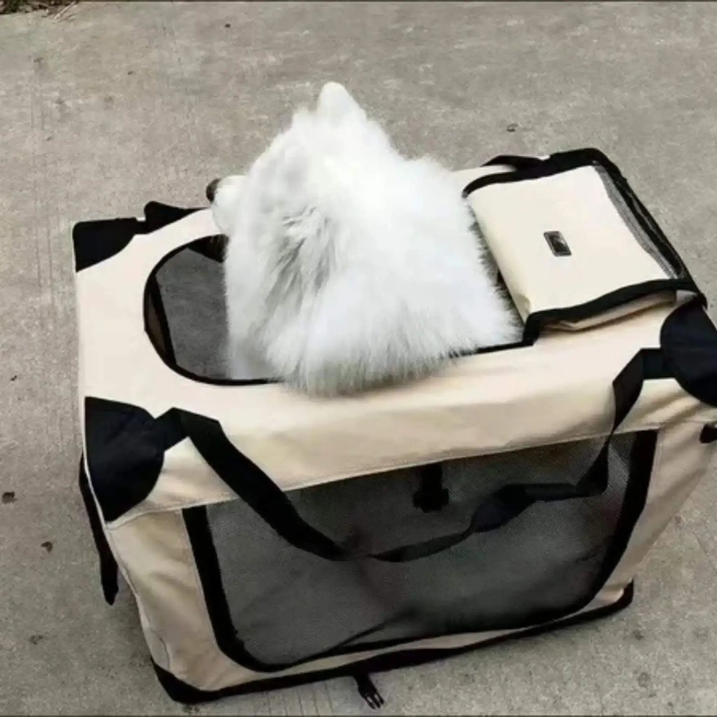 Un spitz japonais vu de dos dans une cage de transport pour chien beige.
