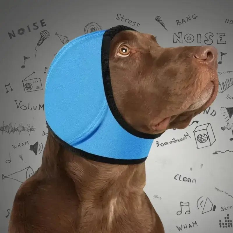 Un labrador avec un casque anti-bruit pour chien de couleur bleu.