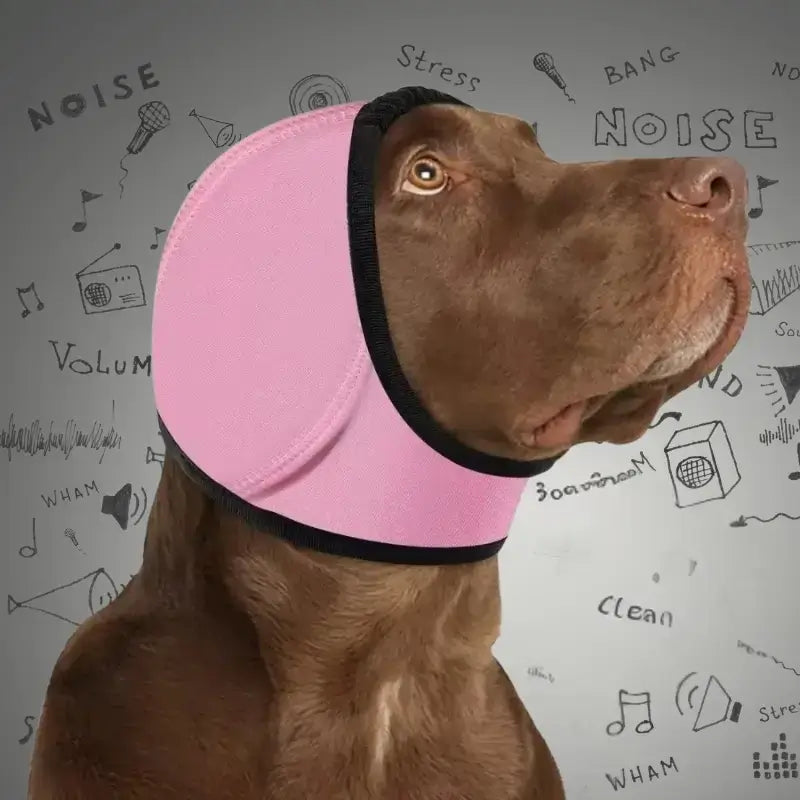 Un labrador avec un casque anti-bruit pour chien de couleur rose.