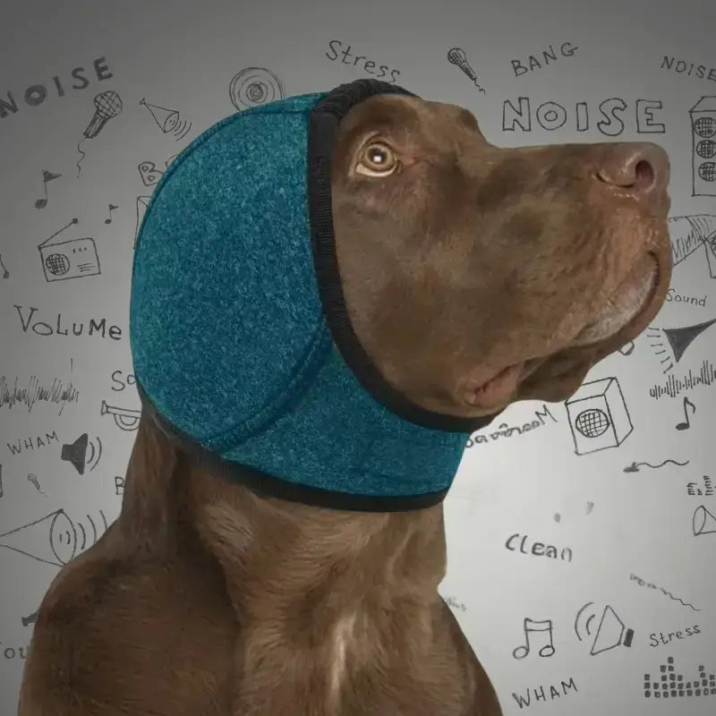 Un labrador avec un casque anti-bruit pour chien de couleur vert foncé.