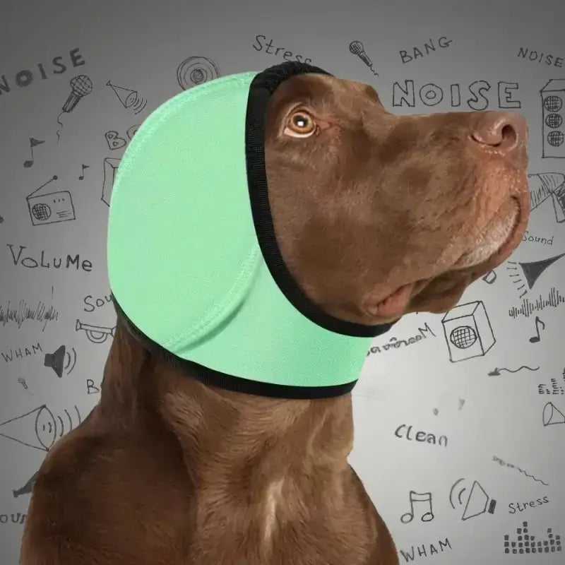 Un labrador avec un casque anti-bruit de couleur vert.