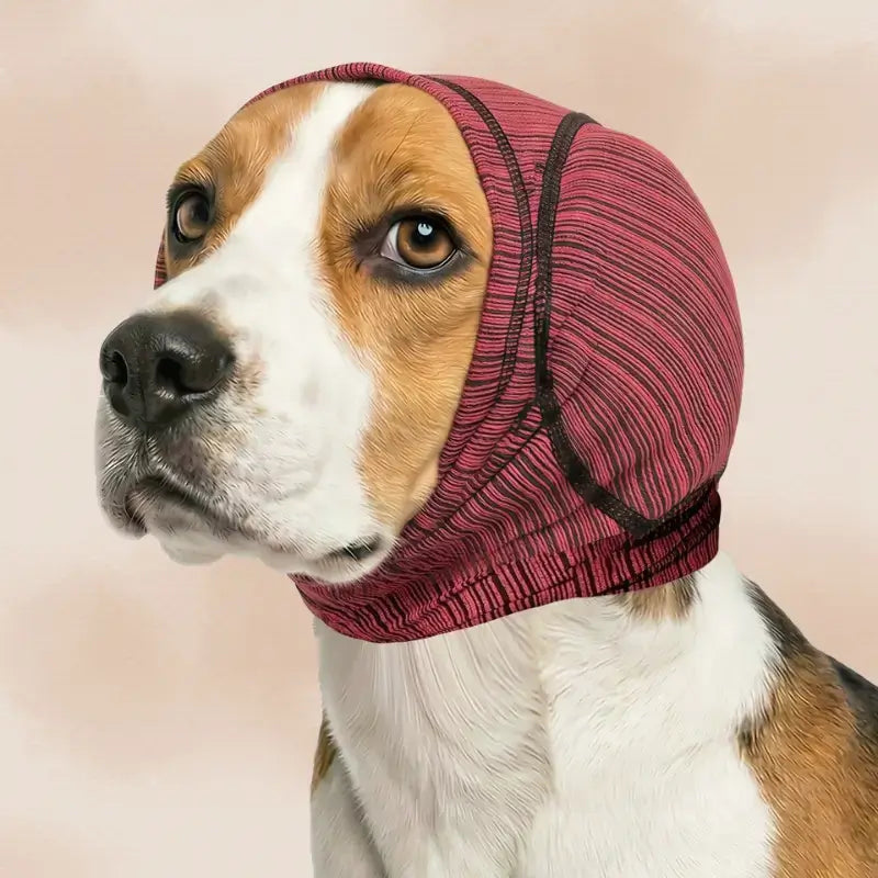 Un beagle avec son casque anti-bruit de couleur bourgogne.