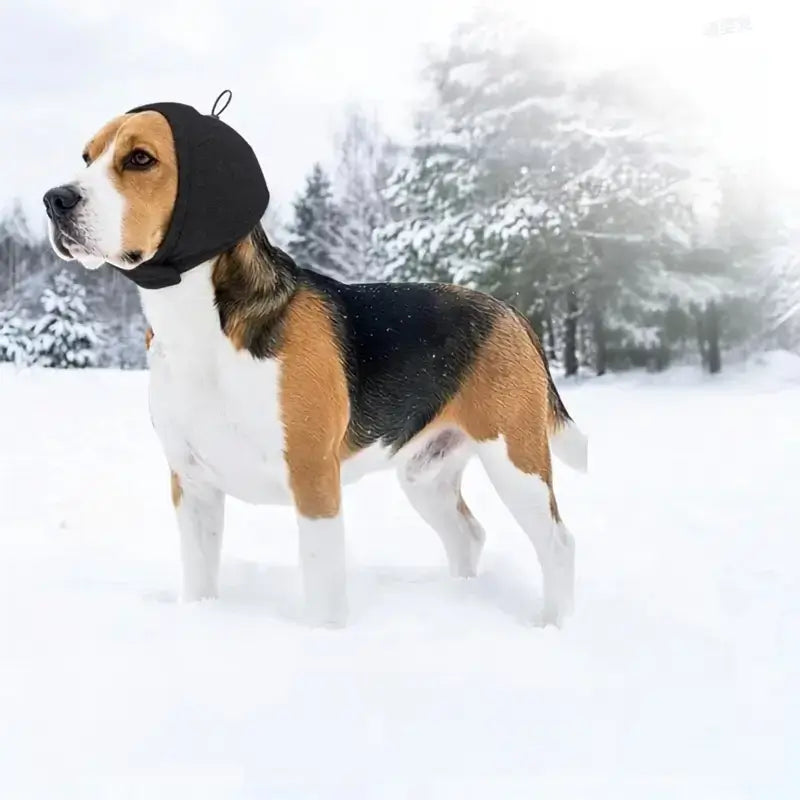 Un beagle dans la neige avec son casque antibruit pour chien noir.