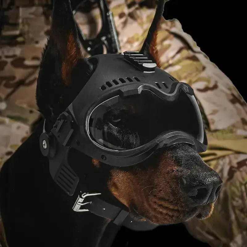 Un doberman avec le casque pour chien noir.