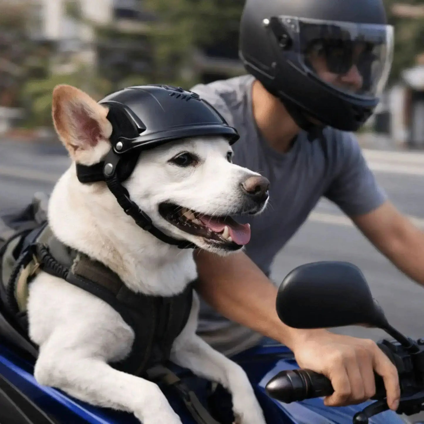 Vue latérale d'un chihuahua qui porte un casque de moto pour chien noir avec son maître en moto.