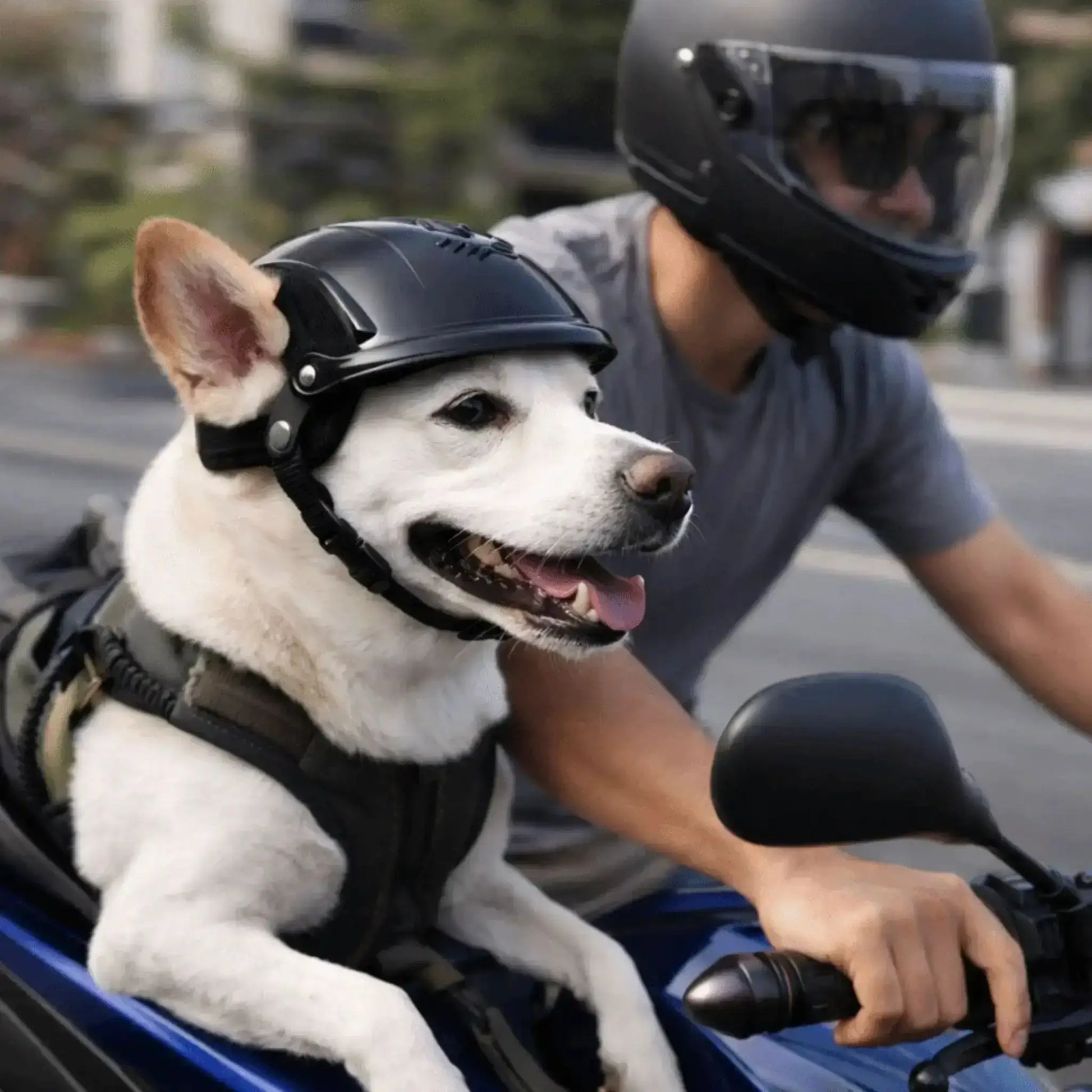 Vue latérale d'un chihuahua qui porte un casque de moto pour chien noir avec son maître en moto.