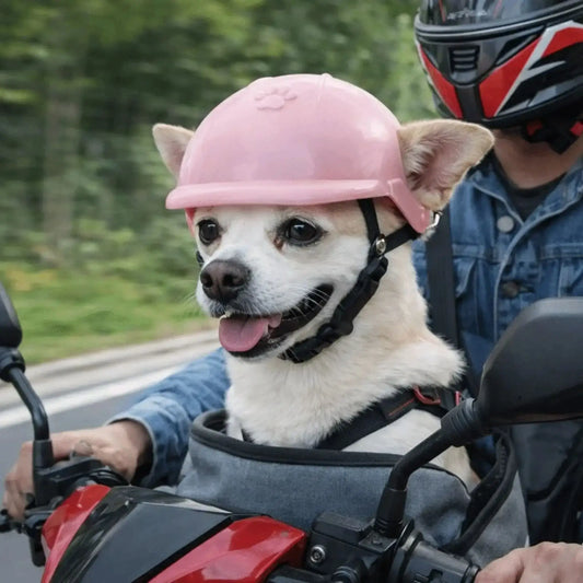 Un chihuahua en moto avec son maître porte un casque de moto pour chien rose.