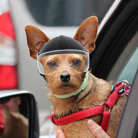 Un terrier australien la tête sortie d'un véhicule porte un casque de moto pour chien avec visière.