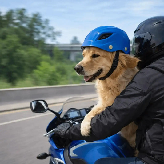 Un golden retriever en moto avec son maître porte un casque de moto pour chien bleu.