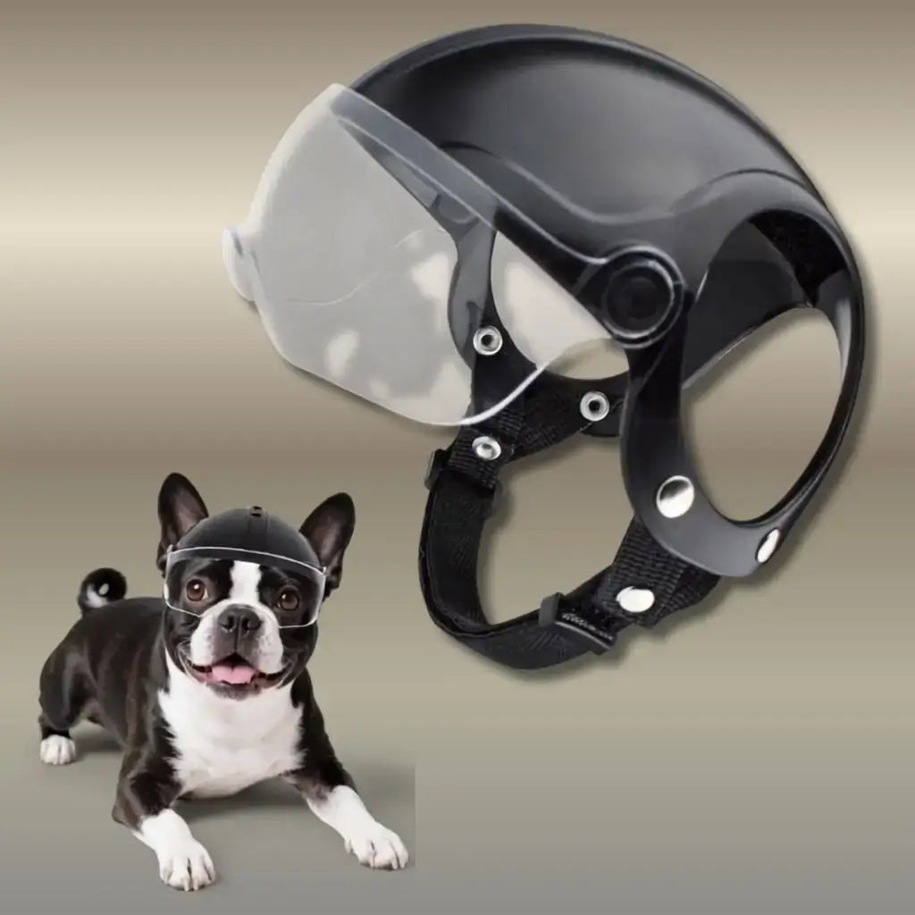 Un Boston terrier avec un casque pour chien de moto avec une visière claire.