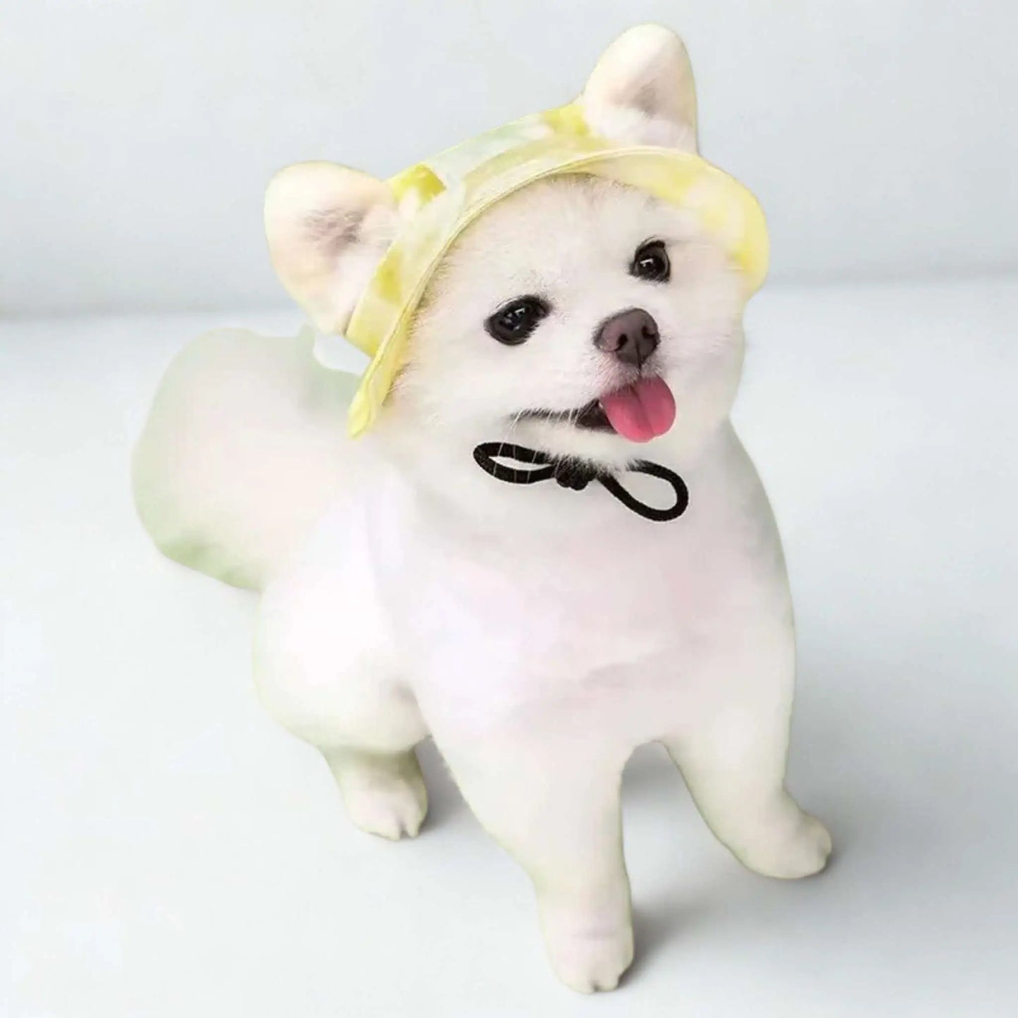 Un spitz japonais est vêtu d'une casquette pour chien jaune.