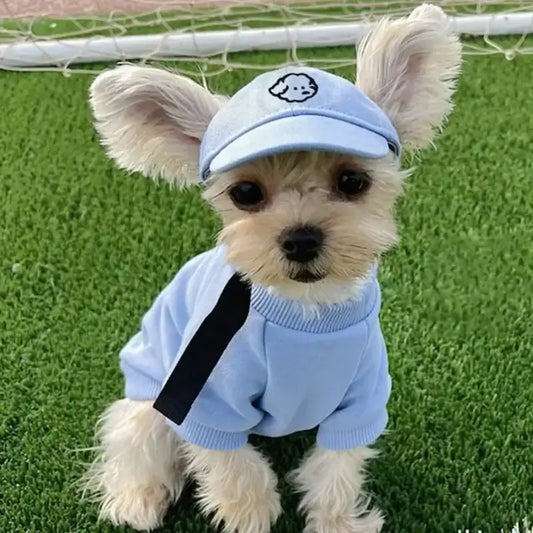 Un chiot schnauzer assis sur une pelouse avec sa casquette pour chiens bleue.