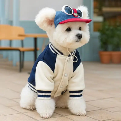 Un bichon frisé porte une casquette pour petit chien bleu foncé assis sur une terrasse.