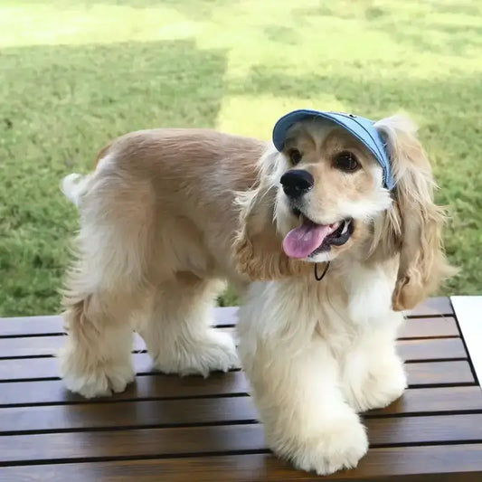 Un cocker américain debout sur un balcon avec sa casquette pour chien.