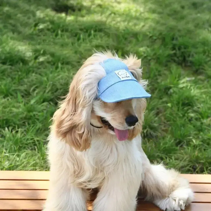 Un cocker americain assis sur un balcon avec sa casquette bleue.