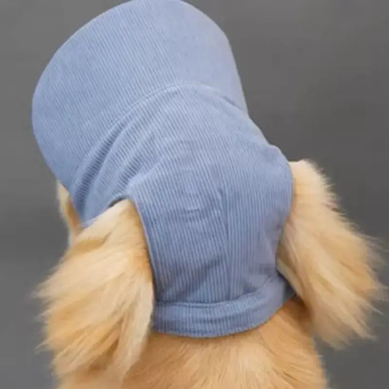 Visuel du derrière de la tête d'un golden retriever avec les casquettes pour chiens Capinou bleue.