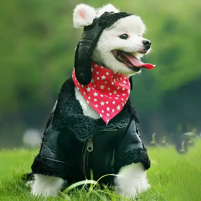 Un bichon frisé assis sur une pelouse porte un chapeau de couleir noir.