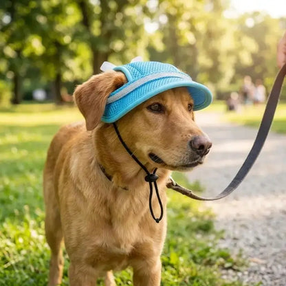 Un golden retriever en laisse avec un chapeau pour chien bleu.