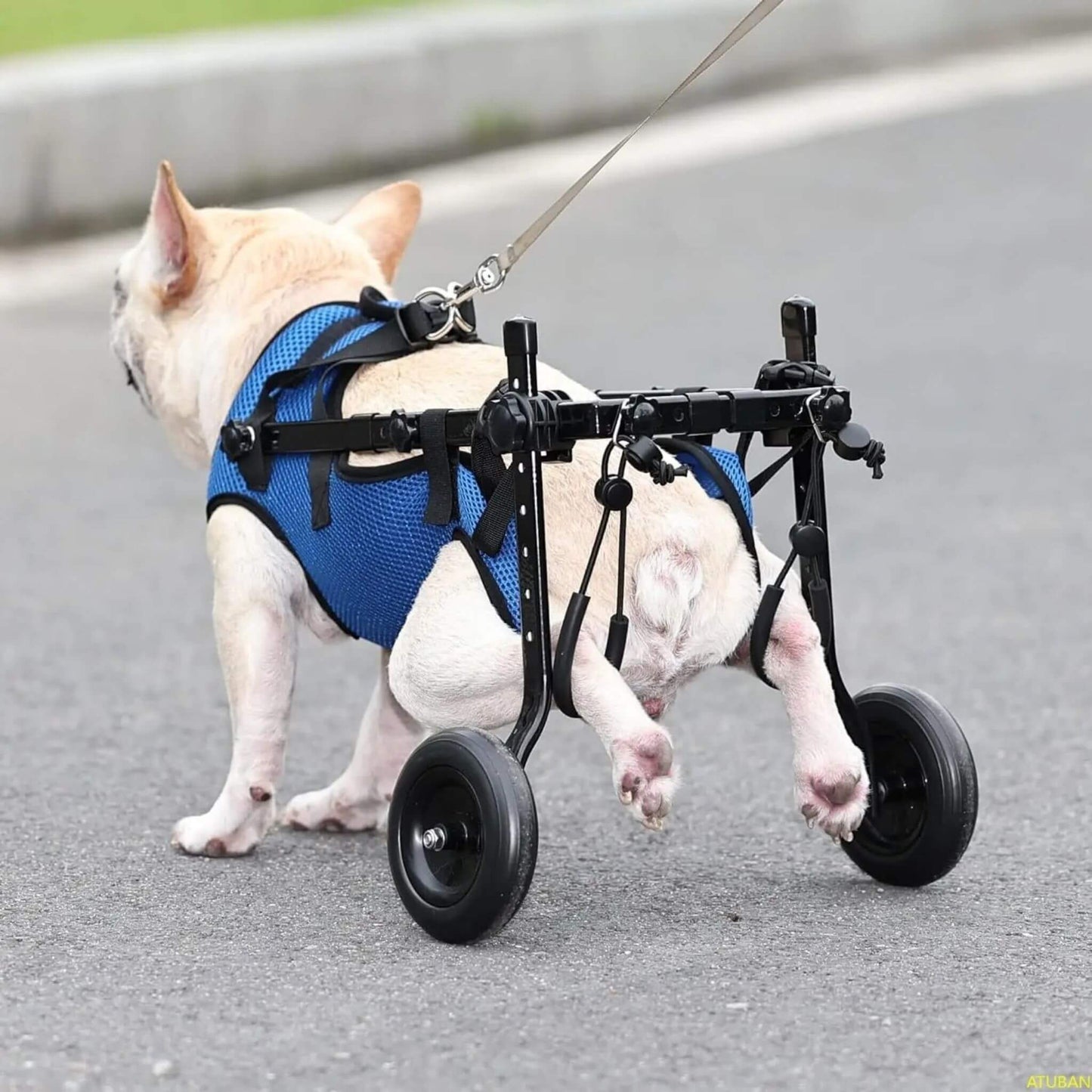 Bouledogue français blanc dans un chariot pour chien handicapé vu de derrière avec les pattes arrière attachées