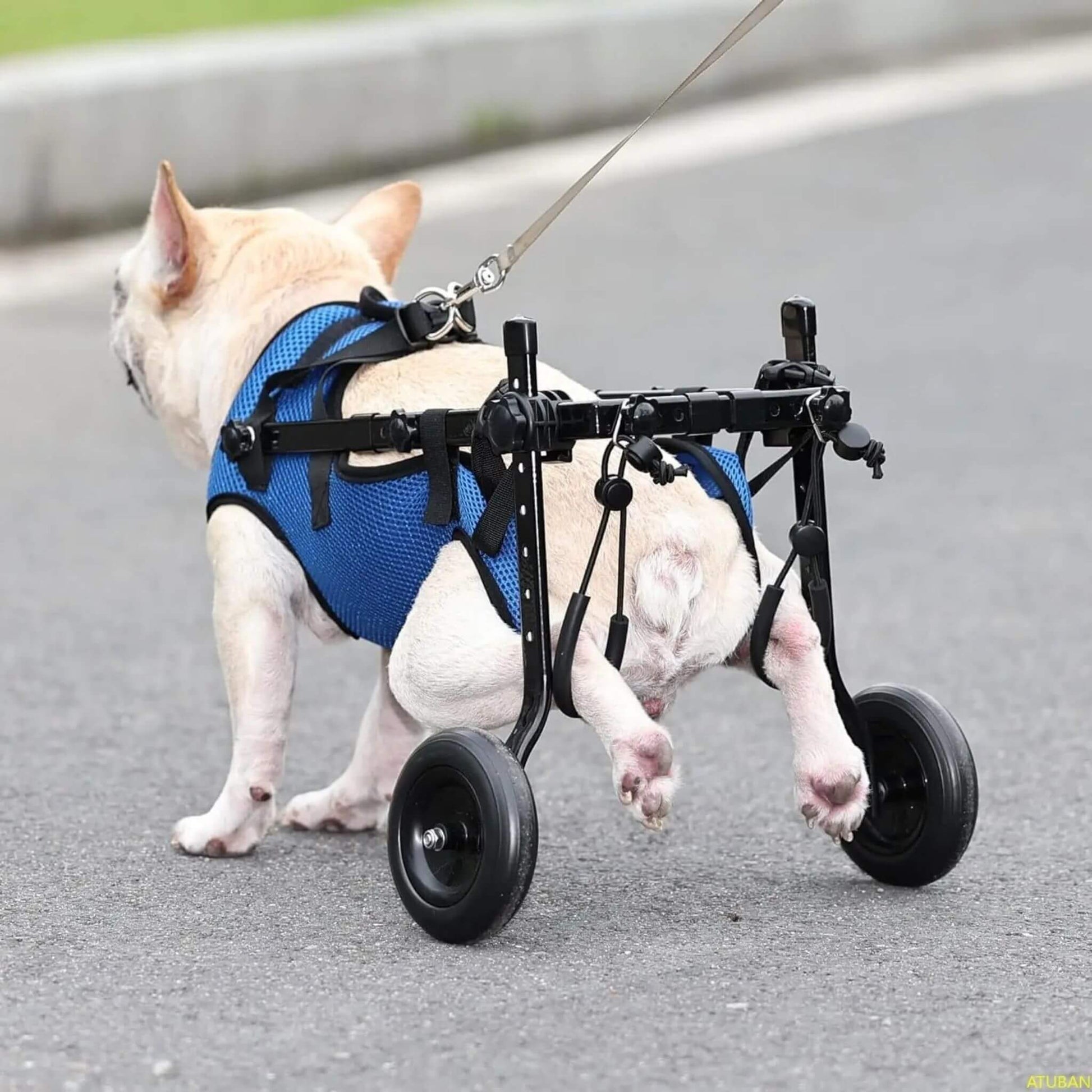 Bouledogue français blanc dans un chariot pour chien handicapé vu de derrière avec les pattes arrière attachées