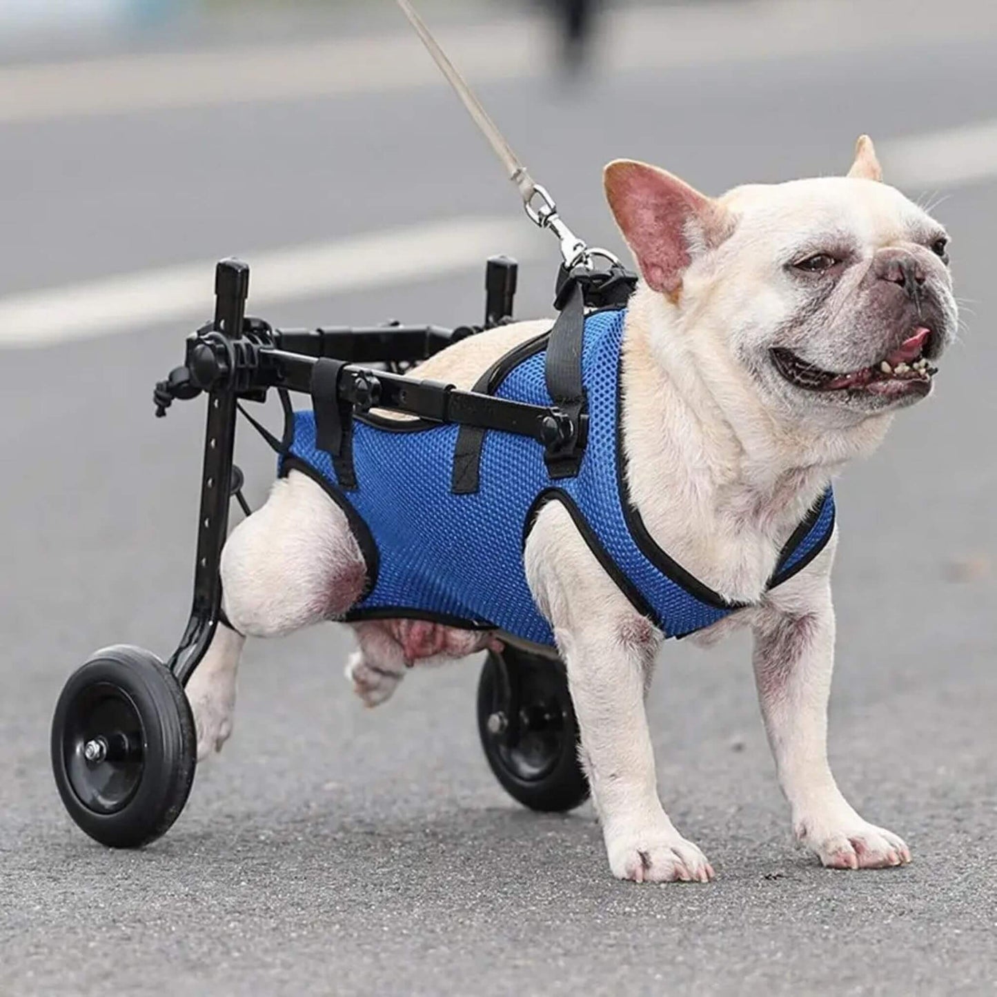 Bouledogue français blanc dans un chariot pour chien handicapé bleu à deux roues dans la rue 