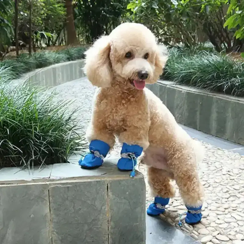 Chausson pour chiens bleu sur un caniche perché sur une pierre.