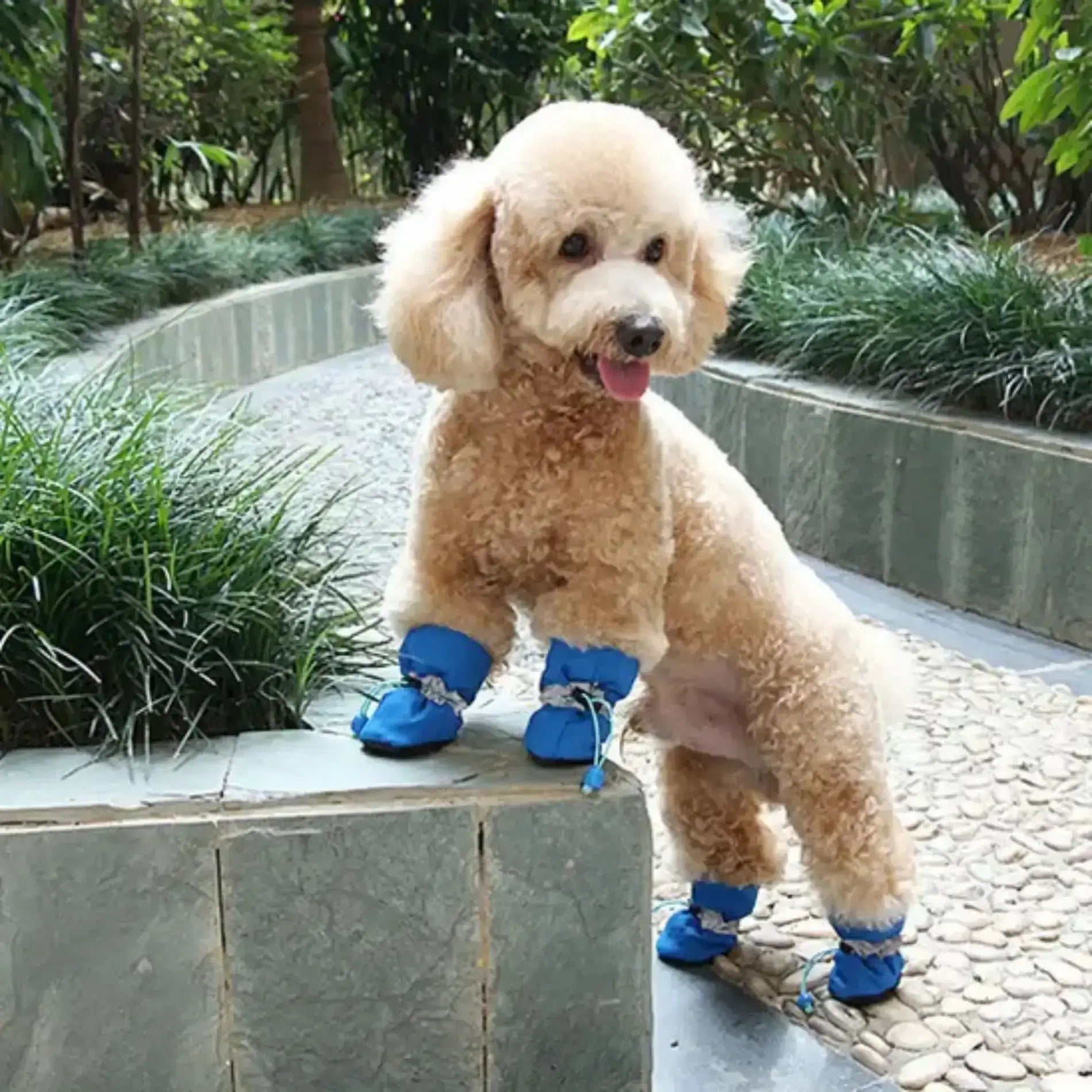 Chausson pour chiens bleu sur un caniche en promenade sur un trottoir.