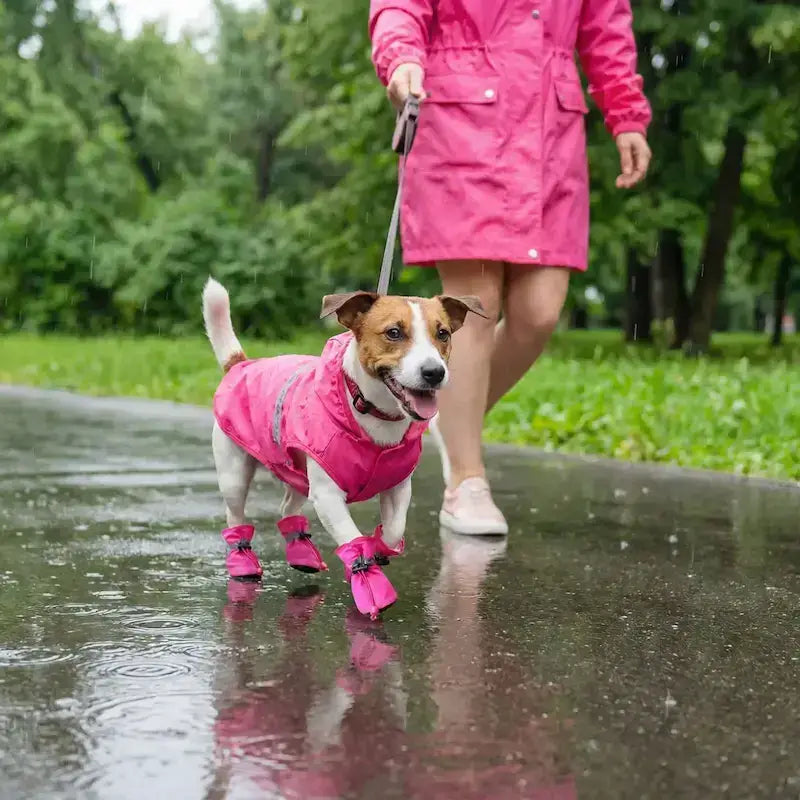 Une femme marche dans la rue sous la pluie avec son Jack Russell avec le chausson pour chiens de couleur rose.