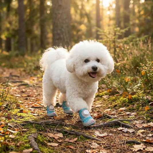 Un bichon frisé marche dans un sentier boisé avec sa chaussure pour chien turquoise.