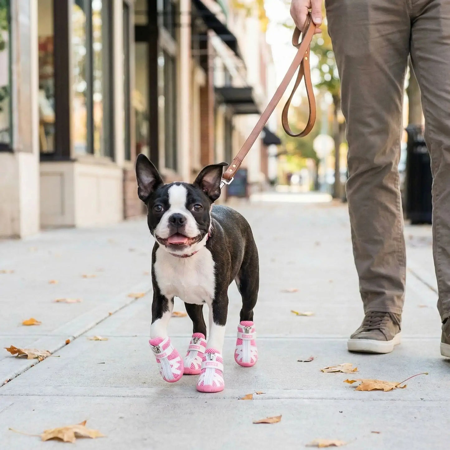 Un Boston terrier marche sur le trottoir avec sa chaussure pour chien rose.
