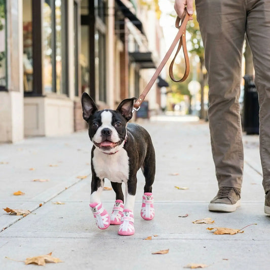 Un Boston terrier marche sur le trottoir avec sa chaussure pour chien rose.