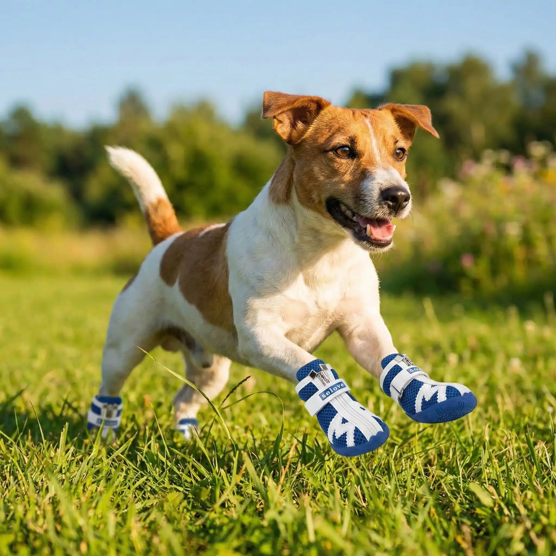 Un jack russell court sur la pelouse avec sa chaussure pour chien bleue.