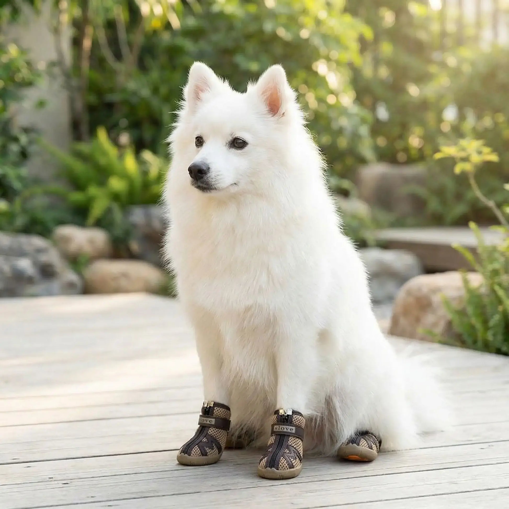 Un spitz japonais assis sur un balcon avec sa chaussure pour chien marron.