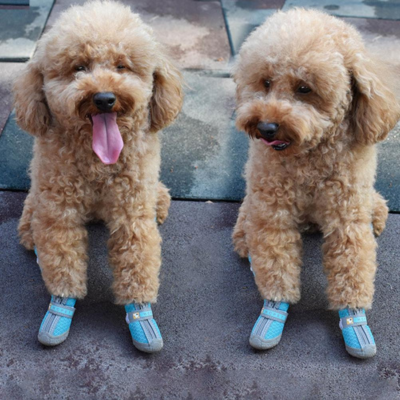 chaussures pour chien deux caniche avec chaussure turquoise