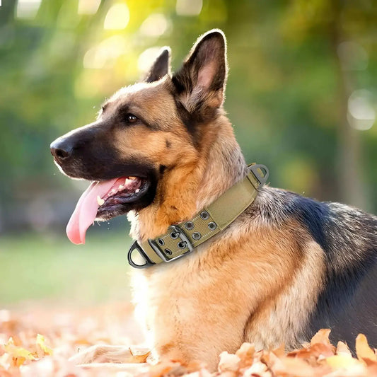 Un chien collier de dressage brun coyote sur un berger allemand couché dans des feuilles mortes à l'automne.