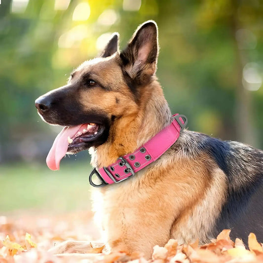Chien, collier de dressage rose sur un berger allemand allongé sur la pelouse.