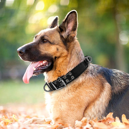 chien collier de dressage couleur noir