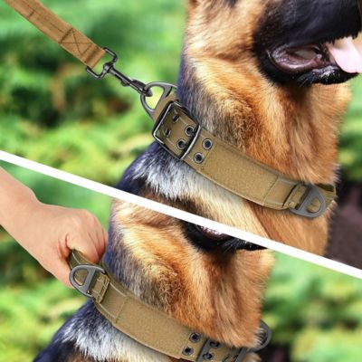 chien collier de dressage demonstration collier poignee