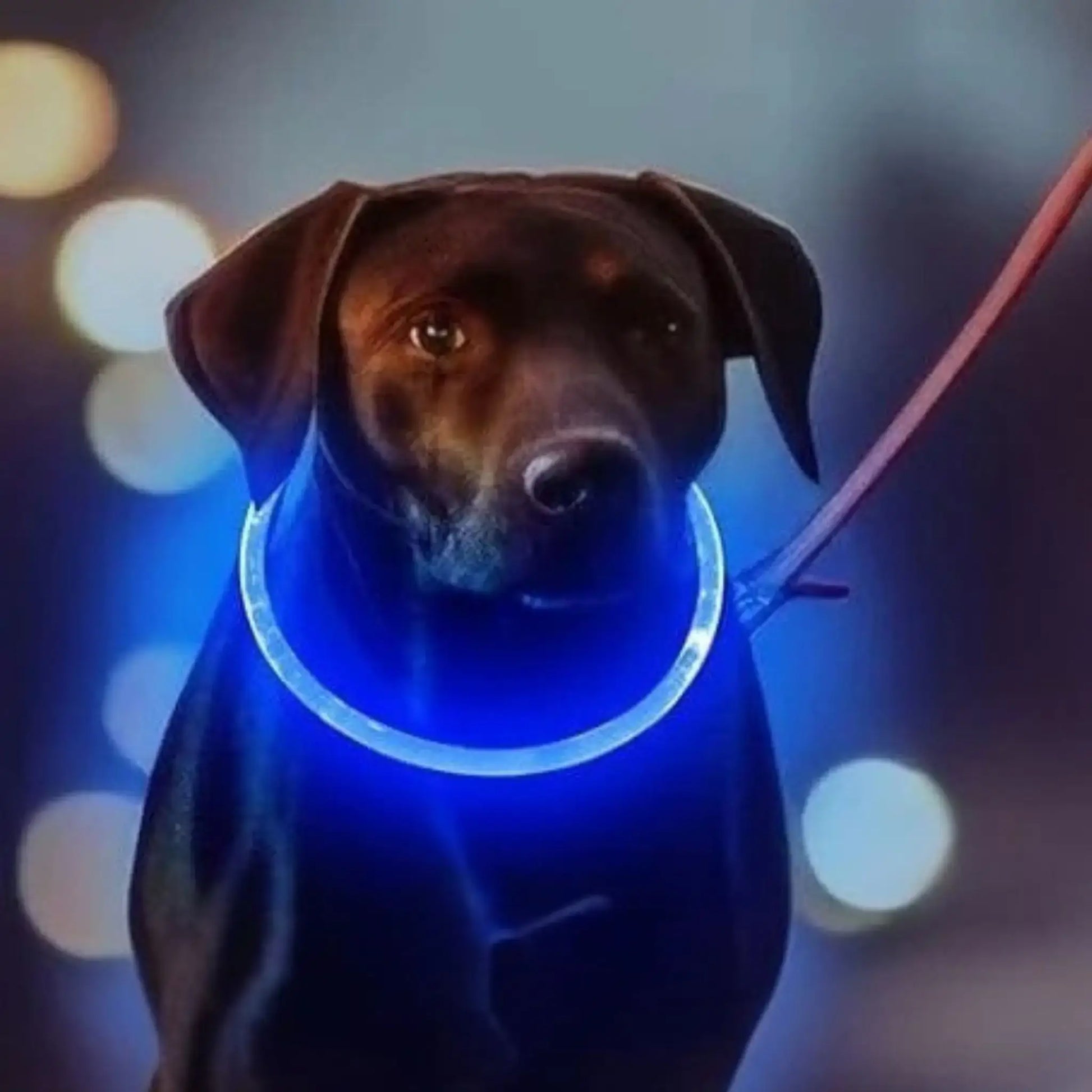 Un chien avec collier lumineux ColliLumi bleu la nuit.