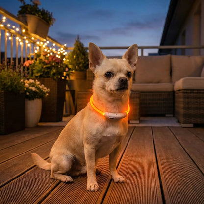 Un chien chihuahua avec collier lumineux orange ColliLumi assis sur une terrasse la nuit.