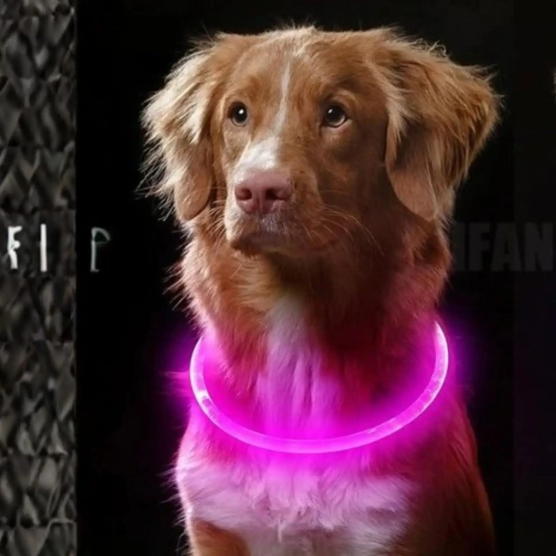 Un chien retriever avec collier lumineux rose ColliLumi.