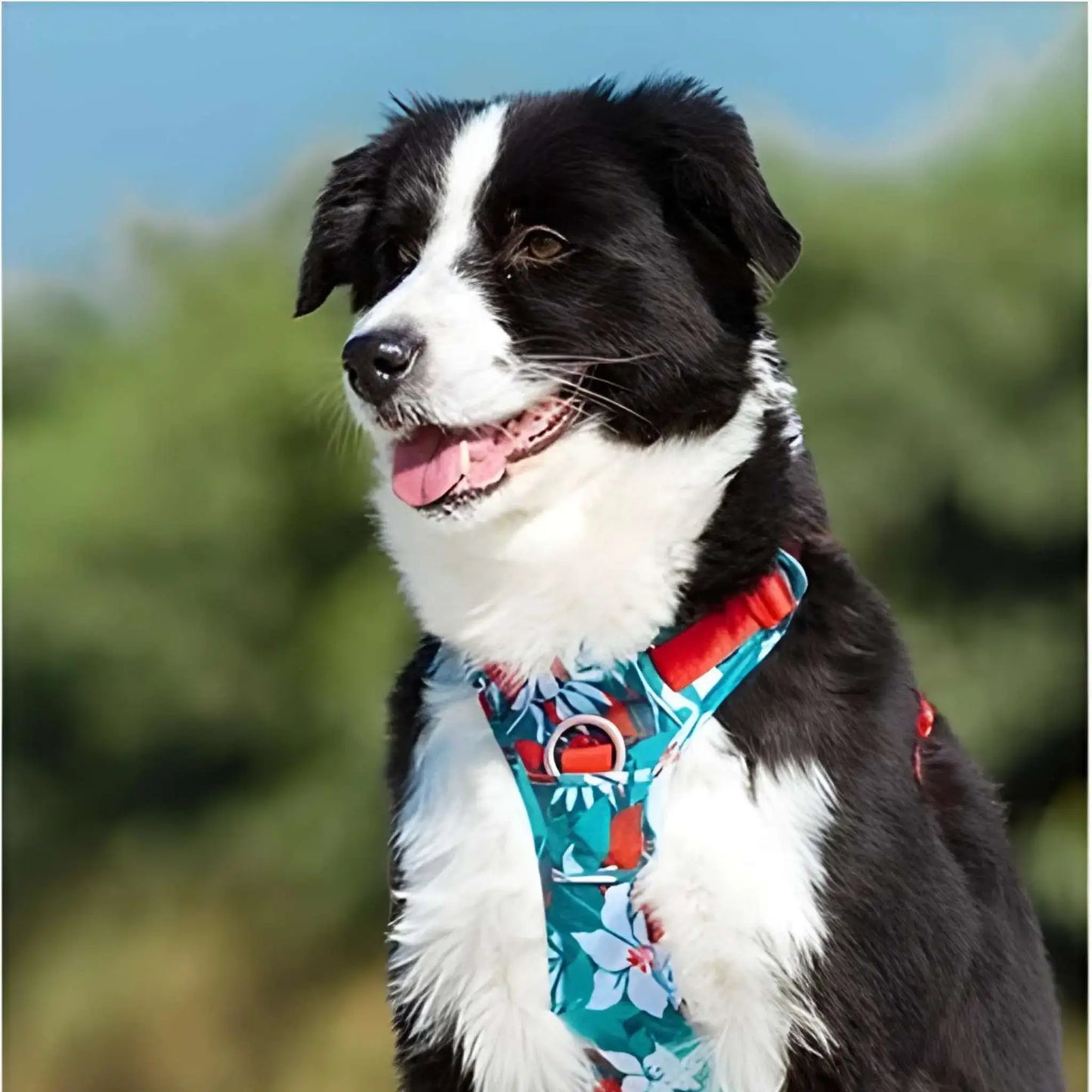 Chien avec harnais anti-traction turquoise, border collie 