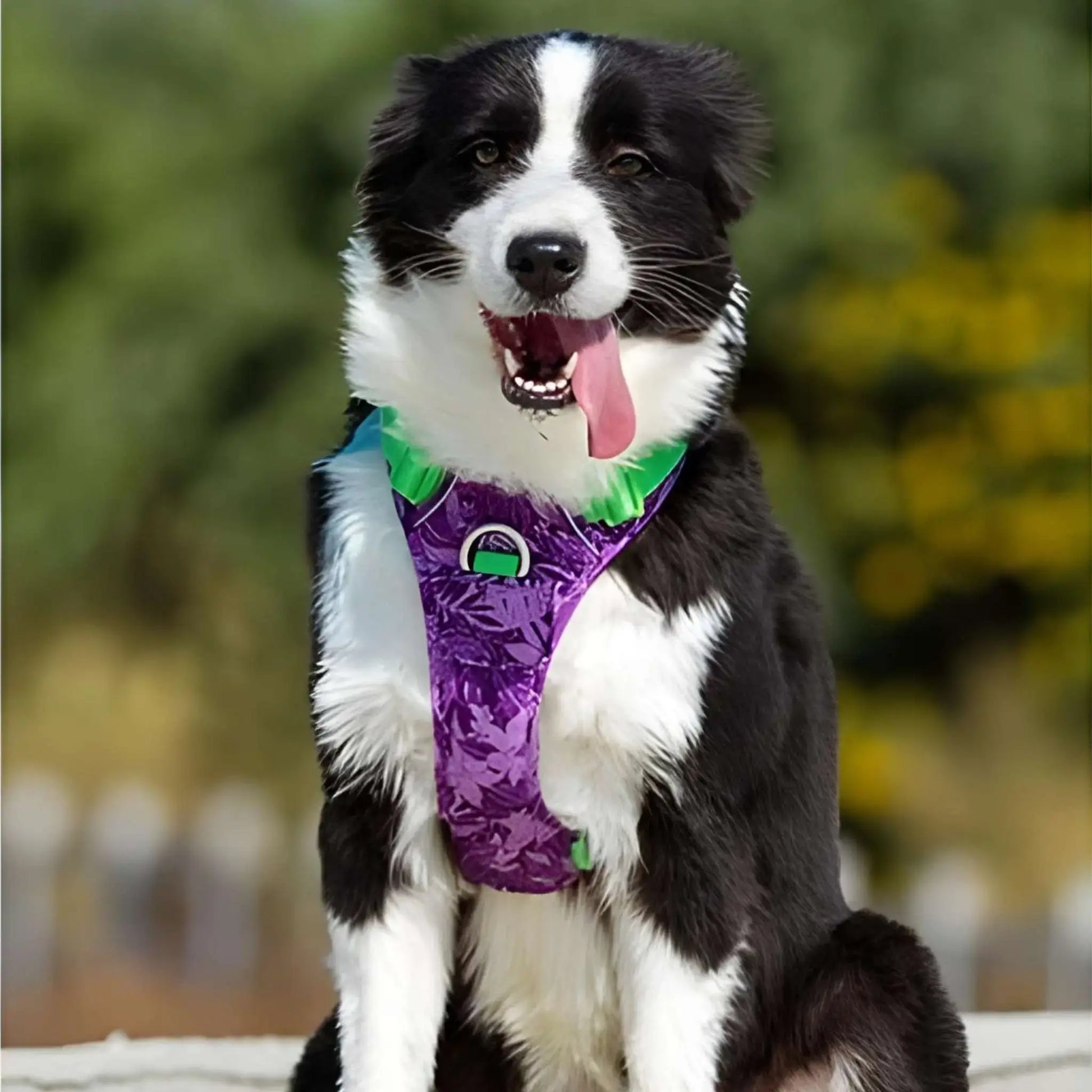 Un chien avec harnais anti-traction violet, border collie.