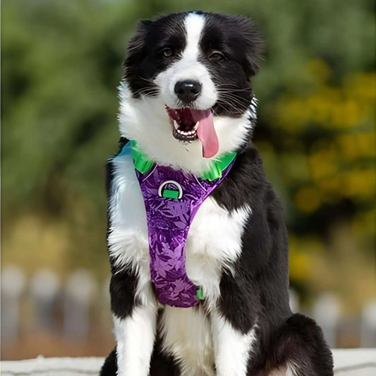 Un chien avec harnais anti-traction violet, border collie.