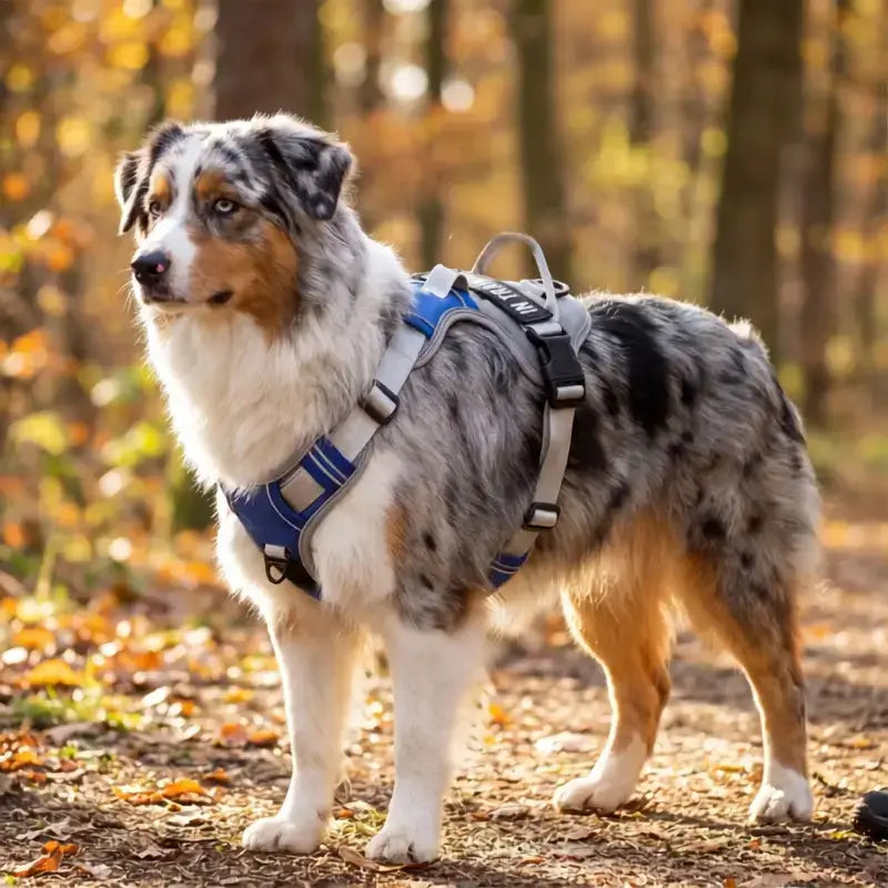 Un berger australien dans une forêt avec un harnais pour chien bleu.