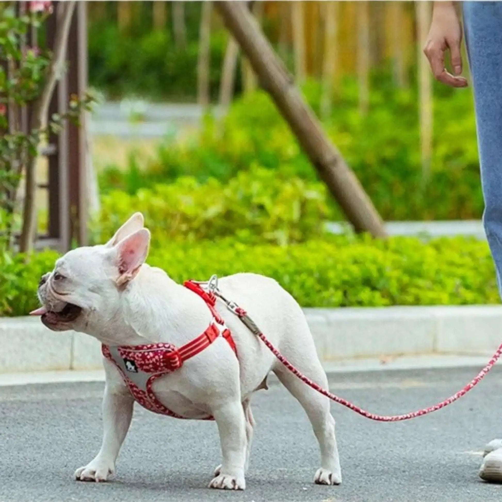 Un chien en laisse CaniFil, bouledogue français blanc marche dans la rue.