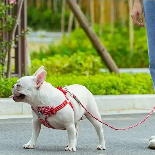 Un chien en laisse de couleur rouge, bouledogue français.