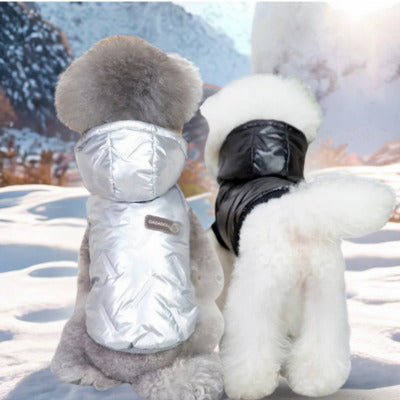 chien manteau caniche blanc assis caniche gris debout regarde paysage hivernal