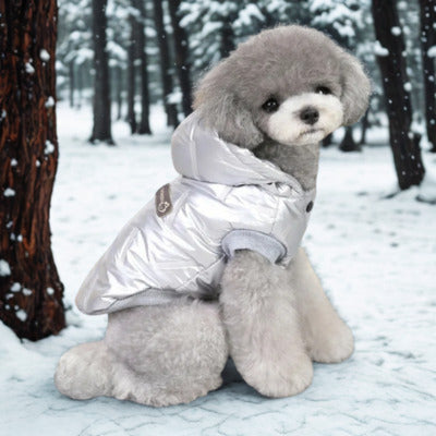 chien manteau caniche gris avec manteau argent paysage hivernal