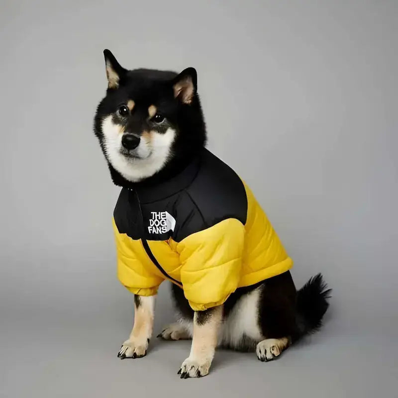 Un shiba inu assis est vêtu d'un manteau pour chien Cocon jaune.